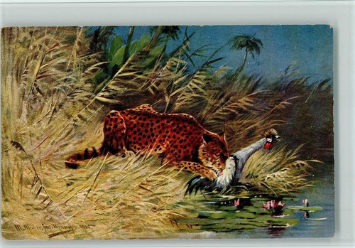 13066274 big cats jaguar with - 13066274-big, cats-jaguar