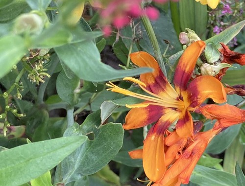 Crocosmia emily mckenzie - 5,