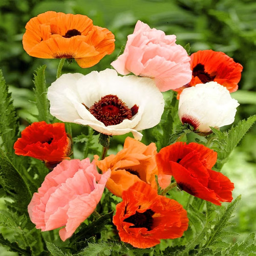 Poppy oriental mixed - 6,