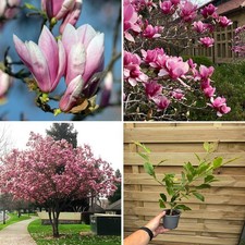 Magnolia Tree Plant Hardy