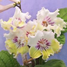 Streptocarpus Bristol's