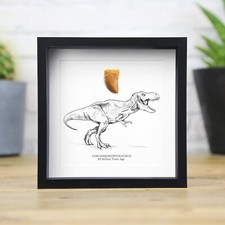 African Carcharodontosaurus Tooth & Illustration Real T-Rex Dinosaur Fossil