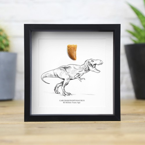 African carcharodontosaurus - african,