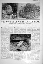 Old 1922 Termite Queen White Ant Buchanan'S Black White Scotch Whisky 20th