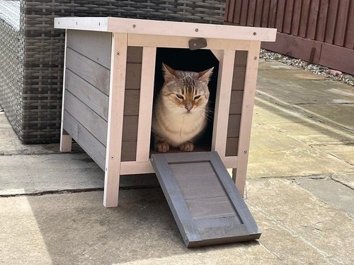 Cat shelter outside - shelter,