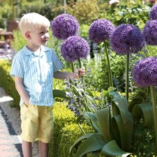 Allium Globemaster Spring Bulbs - Giant Purple Summer Flowering Perennial Plants