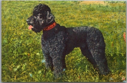 Vintage dog breed edition - vintage,