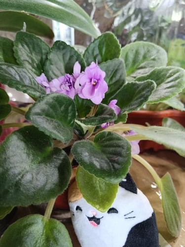 African violet young plant set - african,