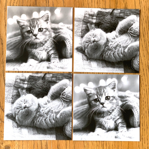 Cute little kittens cats - /,