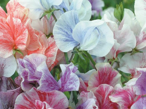 Flower sweet pea heaven - -,