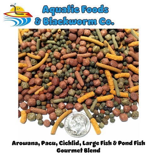Arowana pacu cichlid - pacu,, cichlid,