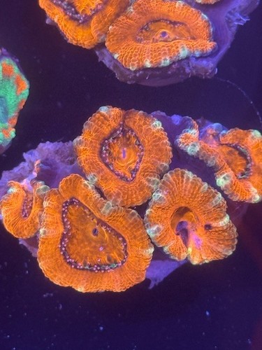 Coral beauties aquatics red - coral,