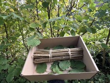 Fresh Cut British Hazel Wood Rabbit Chew Sticks Organic 500g sustainable