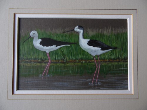 Pair rare black winged - of,