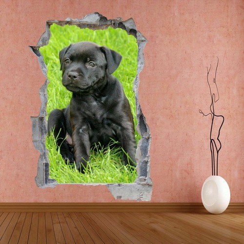 Staffordshire staffy bull - staffy,