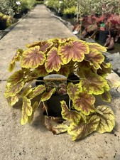 Heuchera 'Solar Eclipse'