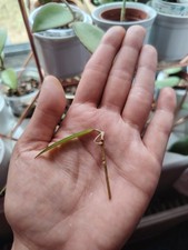 Rare Hoya Sp. Tanggamus Bamboo Leaf  Rooted Cutting In Water
