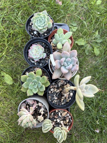Different succulents bundle - different,