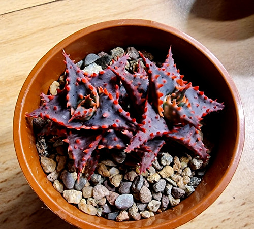 Aloe christmas sleigh - 'christmas, sleigh'