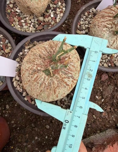 Raresucculent plant adenia - plant,