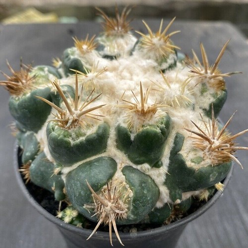 Cactus succulent plants - cactus,