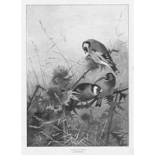 Archibald thorburn goldfinches - thorburn,