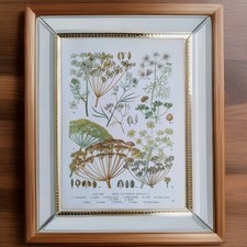 Herbs Spices Flowers Plants Print Vintage Botanical Bookplate Illustration Art