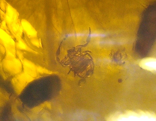Pseudo scorpion with beetles - pseudo,