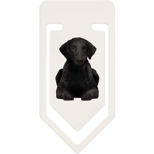 Curly coated retriever - 'curly, retriever'