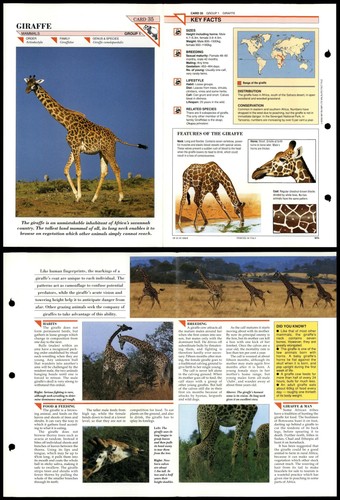 Giraffe mammals wildlife - #35,