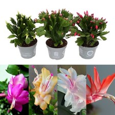 Christmas Cactus 3 x Plant Mix in 10cm Pots - Mixed Colour Indoor Flowering Cati