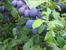 Dwarf Damson 'Merryweather'