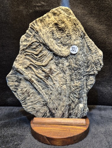 Crinoid fossil - crinoid,