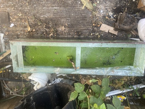 Large fish tank - large,