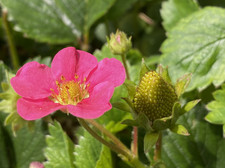 Ruby Ann Strawberry Plants