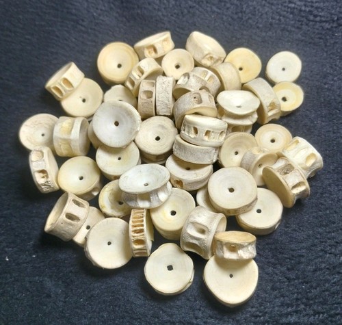 75grm fish bone 61 - fish,