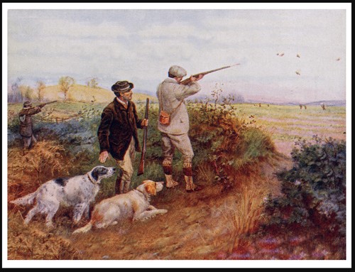 English setter man gun - english,