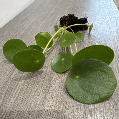 Chinese money plant - money,