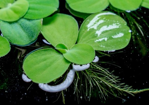 Water lettuce baby plants - 🌿,