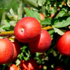 Red Devil Apple Tree 4-5ft Tall, Self-Fertile, Sweet Strawberry Taste