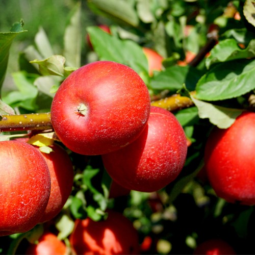 Red devil apple tree 5ft - red, 4-5ft