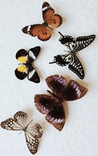  Butterfly Collection Set x5