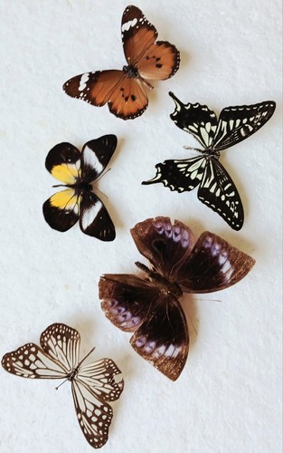 Butterfly collection set x5 - collection,