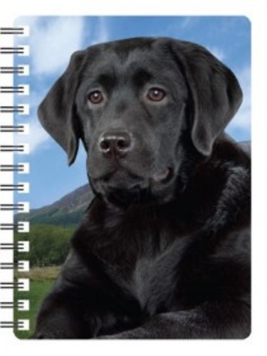 Labrador black - black,
