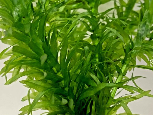 Elodea densa stems - elodea,