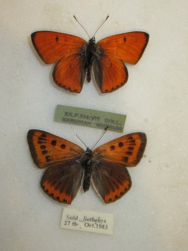 Pair extinct british large - british,