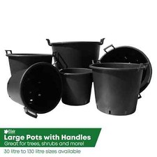 Tree shrub patio garden - shrub, patio/garden