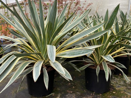 Yucca gloriosa variegata - yucca,