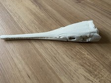 Replica Garfish Skull Skeleton
