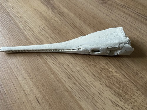 Replica garfish skull skeleton - replica,